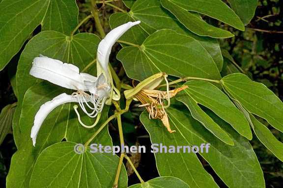 bauhinia forficata 3 graphic